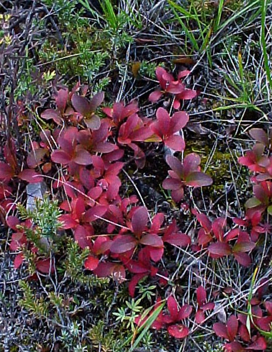 red&ferns